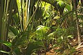 Palmiers de la Vallée de Mai, dont Coco-de-mer, Lodoicea maldivica.