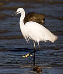 Silkeshäger Ersätter fil:Little_Egret_Reflection.jpg