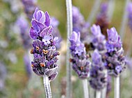 Lavender flowers.