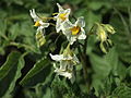 Solanum tuberosum Mr. Bresee (04) .jpg