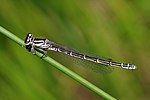 Coenagrion mercuriale – Weibchen