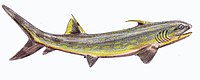 Sphenacanthus