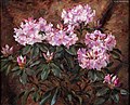 Różowy rododendron, 1925