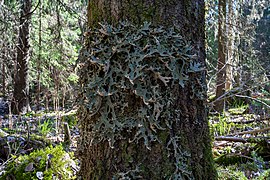 Lunglav är en signalart som växer i den östra delen av Stora brandens naturreservat.