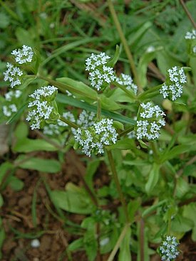 Valerianella locusta