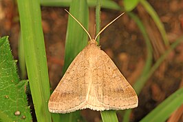 Caenurgia chloropha