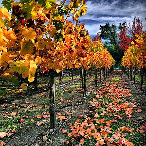 Vineyard in Napa Valley