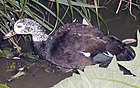 White winged wood duck