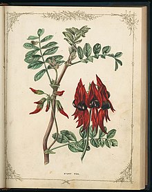 book page illustration of red flower, buds and branch, with words "Sturt Pea" underneath