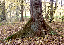 Buttress root of a mature elm XN buttress root 526.jpg