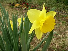 Yellow narcissus flower Yellow Narcissus.JPG