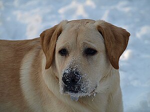 English: yellow labrador retriever in the snow...