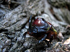 Самець Oryctes nasicornis, Україна