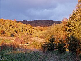 Яворник осенью