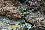 Asplenium ruta-muraria