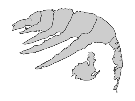 Peytoia infercambriensis の前部付属肢（化石標本解釈図）