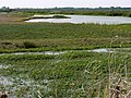 Le marais au sud de Fouras