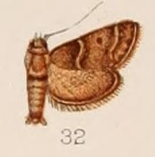Triphassa macrarthralis