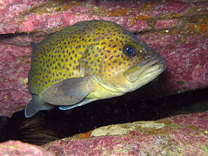 Το είδος ψαριού Acanthistius ocellatus