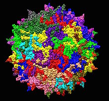 Adeno-associated virus serotype 2 structure from 1LP3. One fivefold axis shown center.