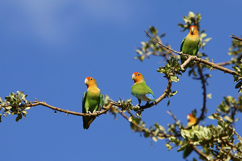 File:Agapornis roseicollis -Etosha National Park, Namibia-8.jpg