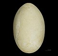 Egg of Alectura lathami