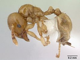 Allomerus decemarticulatus