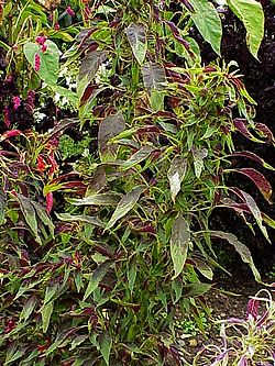 Dền đỏ (Amaranthus tricolor)