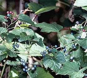 Ampelopsis brevipedunculata