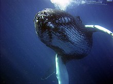 Humpback whale Anim1087 - Flickr - NOAA Photo Library.jpg