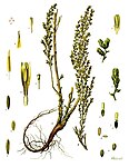 Artemisia cina — Полынь цитварная