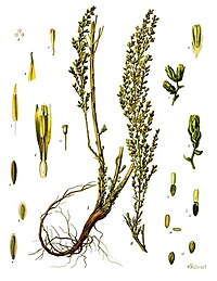 Propiofenono estas natura produkto trovita en Artemisia judaica kaj Manilkara zapota.