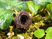 Asarum muramatsui