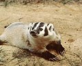 Thumbnail for Badger