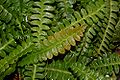 Blechnaceae Blechnum penna fg01.JPG