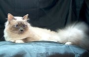 Un Sacré de Birmanie, magnifique chat blanc aux yeux bleus