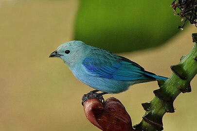 T. e. berlepschi Tobago