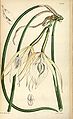 Brassavola acaulis (as Brassavola lineata) - Curtis' 79 (Ser. 
 3 no. 
 9) pl. 
 4734 (1853). 
 jpg