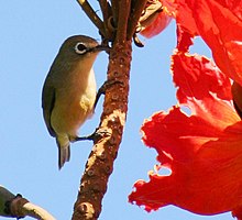 Bridled White-Eye.jpg