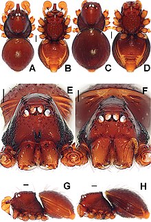 Brignoliella michaeli