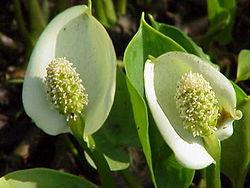 Suovehkan (Calla palustris) kukintoja