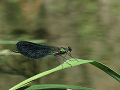 Calopteryx samarcandica