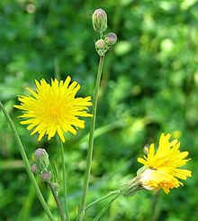 Канада Hawkweed.jpg