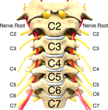 Illustrazione della colonna vertebrale cervicale che mostra la vertebra e le radici nervose.