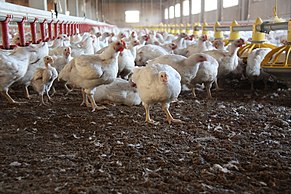 Chicken farms are considered CAFOs and have their own capacity thresholds. Chicken Farm 034.jpg