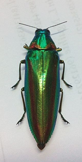 Chrysochroa sp..jpg