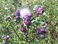 Mezei aszat (Cirsium arvense)