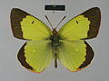 Colias palaeno poktussani . Male, dorsal side