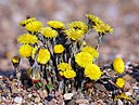 http://upload.wikimedia.org/wikipedia/commons/thumb/7/7f/Coltsfoot.jpg/128px-Coltsfoot.jpg