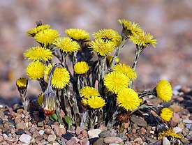 http://upload.wikimedia.org/wikipedia/commons/thumb/7/7f/Coltsfoot.jpg/275px-Coltsfoot.jpg